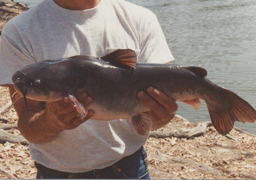 White Catfish